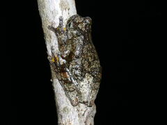 Dendropsophus parviceps