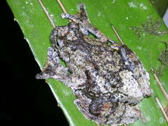 Dendropsophus parviceps