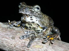Dendropsophus parviceps
