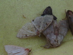 Blepharomastix ranalis