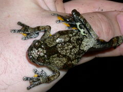 Dendropsophus parviceps