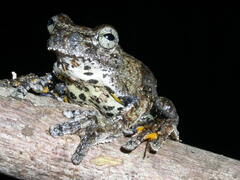 Dendropsophus parviceps