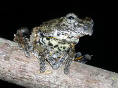 Dendropsophus parviceps