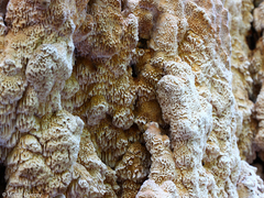 Antrodia heteromorpha