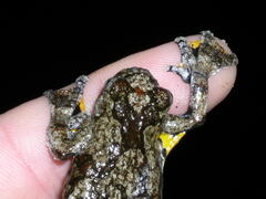 Dendropsophus parviceps