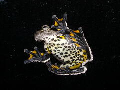 Dendropsophus parviceps