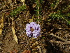 Junellia seriphioides
