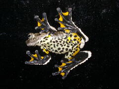 Dendropsophus parviceps