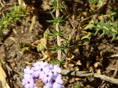 Junellia seriphioides