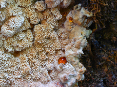 Antrodia heteromorpha