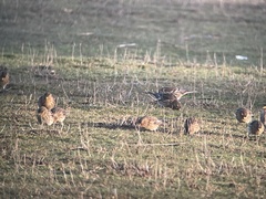 Linaria flavirostris