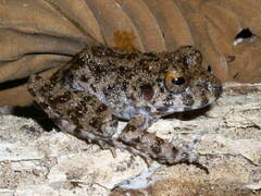 Oreobates quixensis