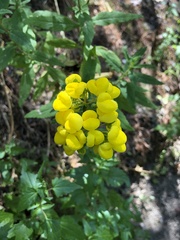 Calceolaria thyrsiflora