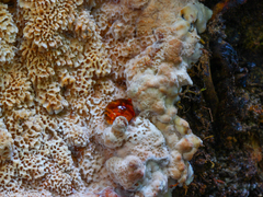 Antrodia heteromorpha