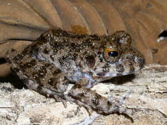 Oreobates quixensis