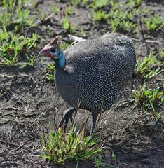 Numida meleagris reichenowi