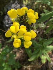 Calceolaria thyrsiflora