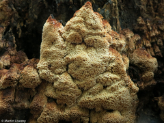 Antrodia heteromorpha