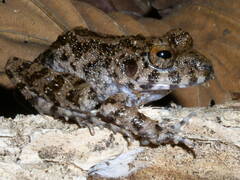 Oreobates quixensis
