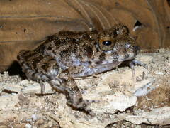 Oreobates quixensis