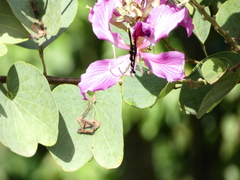 Battus polydamas