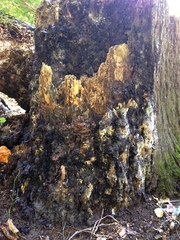 Antrodia heteromorpha