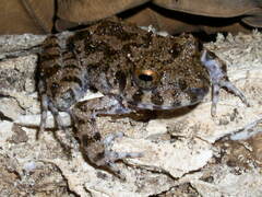 Oreobates quixensis