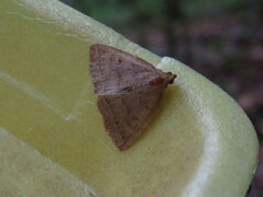 Zanclognatha jacchusalis