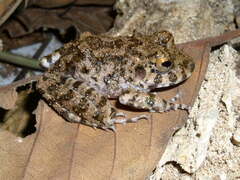Oreobates quixensis