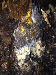 Antrodia heteromorpha