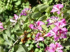 Battus polydamas