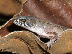 Leposoma