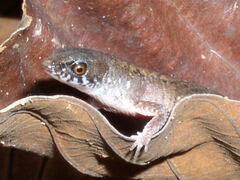 Leposoma