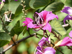 Battus polydamas