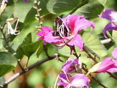 Battus polydamas