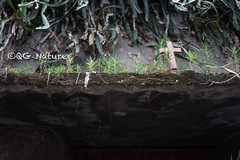 Kalanchoe delagoensis