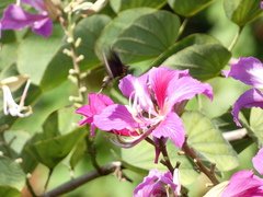 Battus polydamas