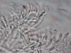 Antrodia heteromorpha