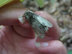 Macrurocampa marthesia