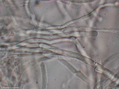 Antrodia heteromorpha