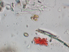 Antrodia heteromorpha