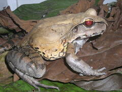 Leptodactylus pentadactylus
