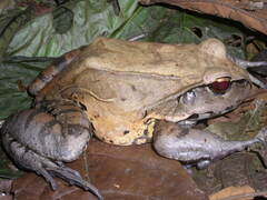 Leptodactylus pentadactylus