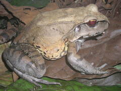Leptodactylus pentadactylus