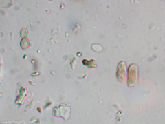 Antrodia heteromorpha