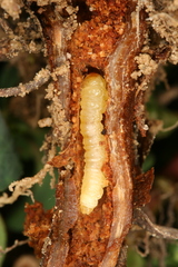 Chamaesphecia nigrifrons