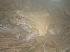 Leptodactylus pentadactylus