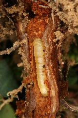 Chamaesphecia nigrifrons