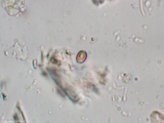 Antrodia heteromorpha