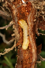 Chamaesphecia nigrifrons